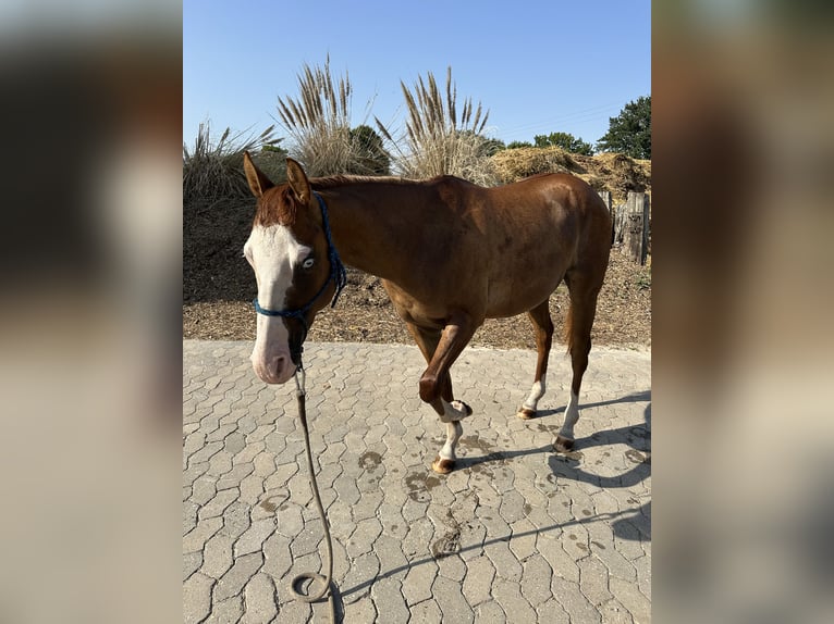 American Quarter Horse Hengst 2 Jahre 145 cm Falbe in Straelen