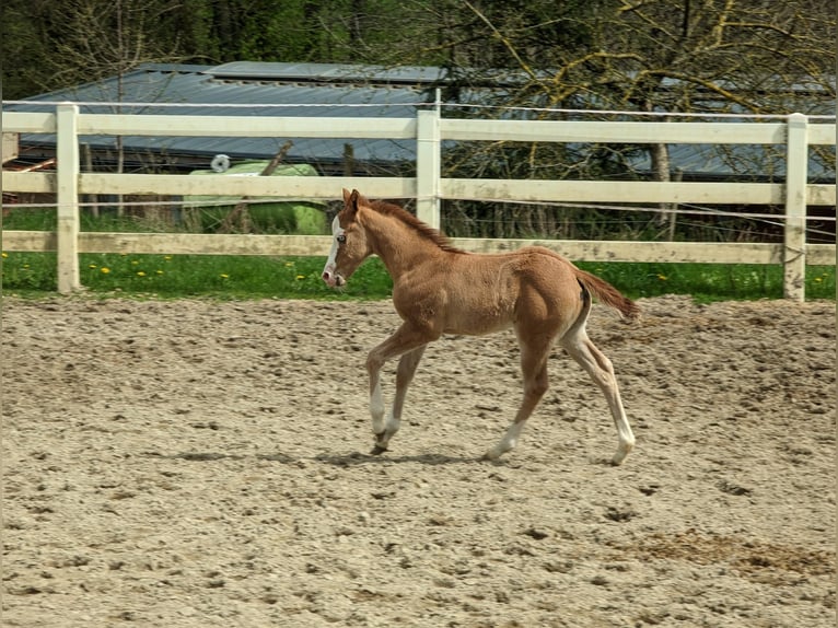 American Quarter Horse Hengst 2 Jahre 145 cm Falbe in Straelen