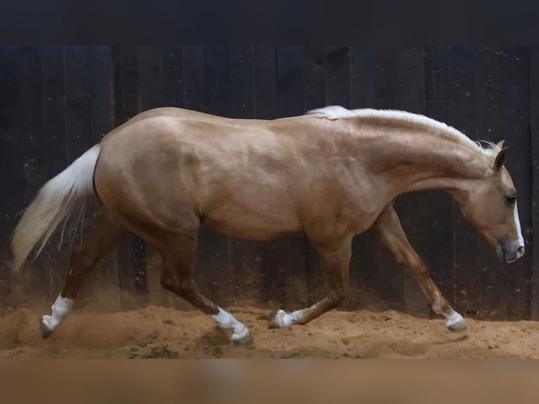 American Quarter Horse Hengst 2 Jahre 145 cm Palomino in Whitesboro