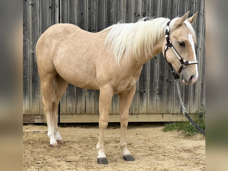 American Quarter Horse Hengst 2 Jahre 145 cm Palomino in Metzervisse