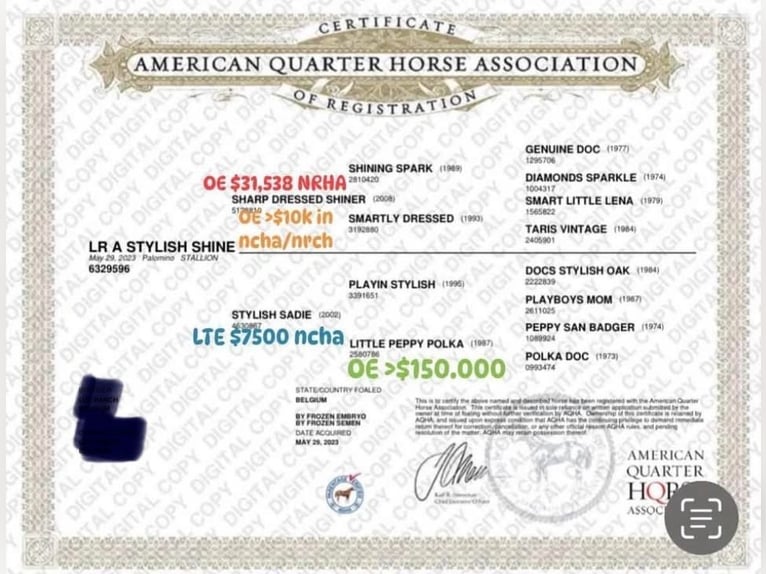 American Quarter Horse Hengst 2 Jahre 145 cm Palomino in Metzervisse