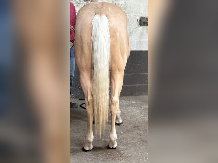 American Quarter Horse Hengst 2 Jahre 145 cm Palomino in Metzervisse