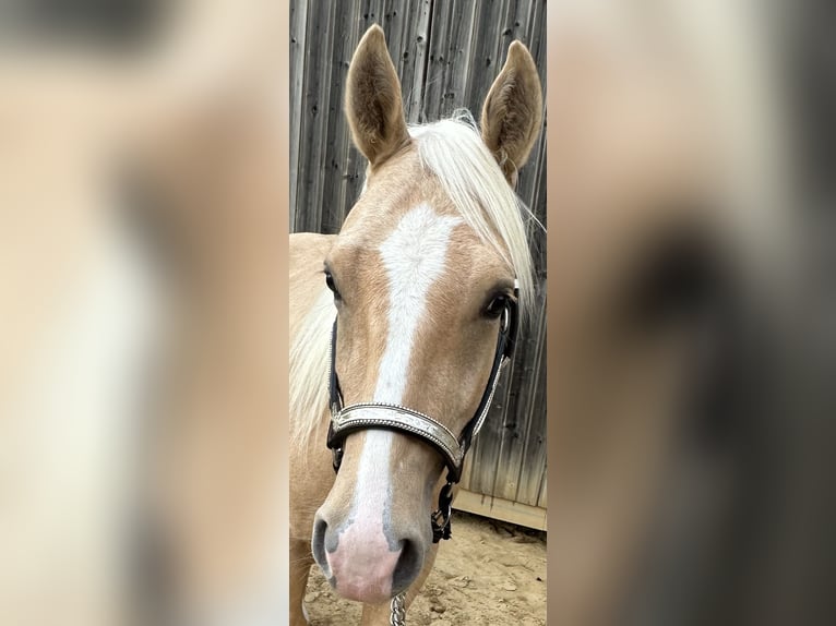 American Quarter Horse Hengst 2 Jahre 145 cm Palomino in Metzervisse