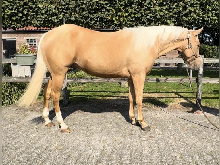 American Quarter Horse Hengst 2 Jahre 145 cm Palomino in Barneveld