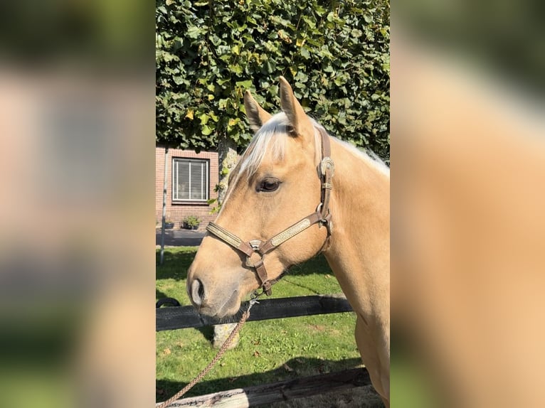 American Quarter Horse Hengst 2 Jahre 145 cm Palomino in Barneveld