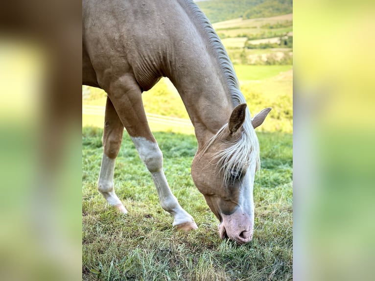 American Quarter Horse Hengst 2 Jahre 145 cm Palomino in Liebenau