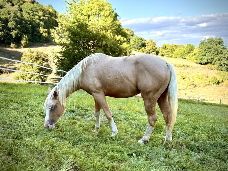 American Quarter Horse Hengst 2 Jahre 145 cm Palomino in Liebenau