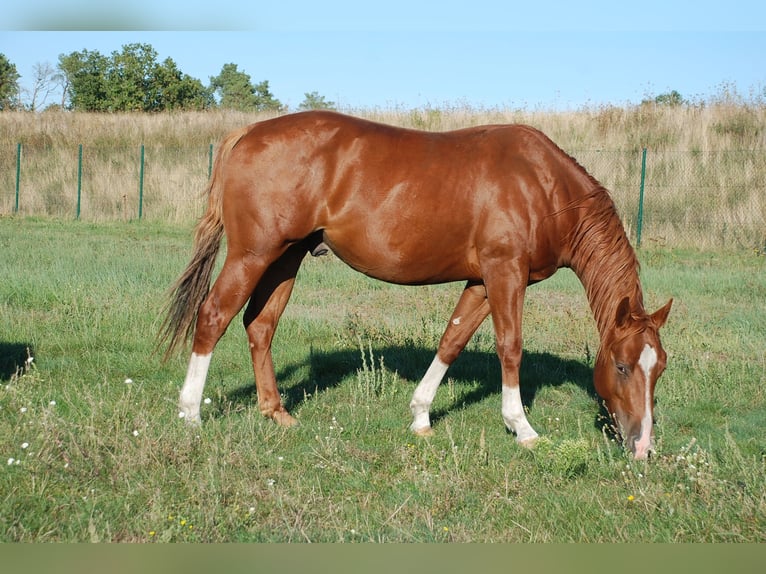 American Quarter Horse Hengst 2 Jahre 146 cm Fuchs in Ludwigslust