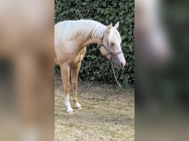 American Quarter Horse Hengst 2 Jahre 146 cm Palomino in Rhede