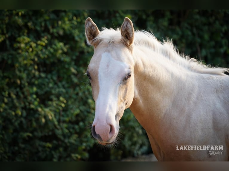 American Quarter Horse Hengst 2 Jahre 146 cm Palomino in Rhede