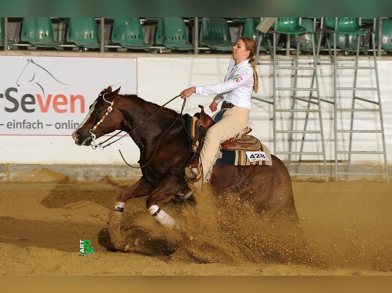 American Quarter Horse Hengst 2 Jahre 146 cm Palomino in Rhede