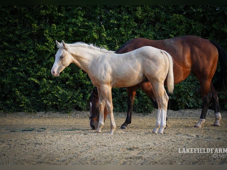 American Quarter Horse Hengst 2 Jahre 146 cm Palomino in Rhede