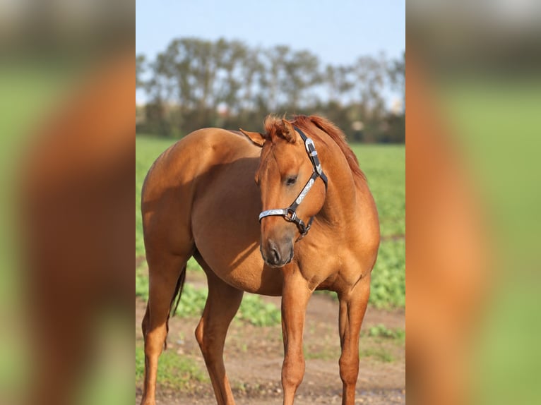 American Quarter Horse Hengst 2 Jahre 146 cm Red Dun in Nienhagen