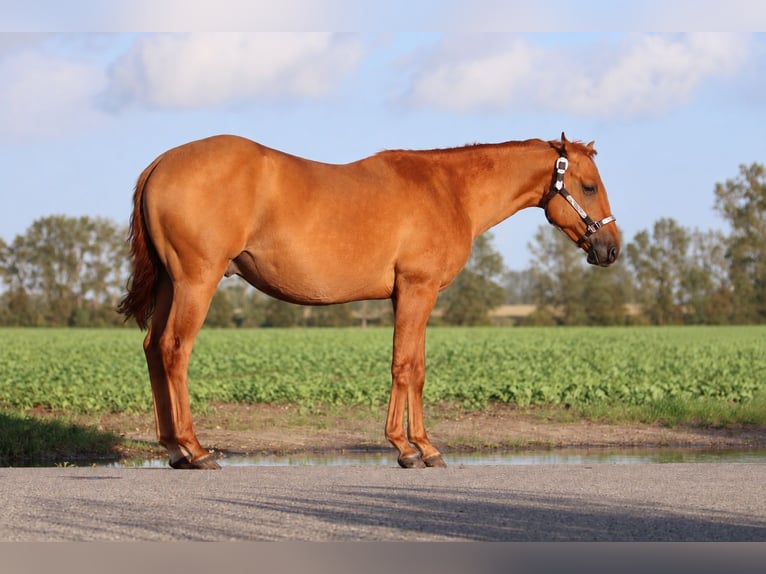 American Quarter Horse Hengst 2 Jahre 146 cm Red Dun in Nienhagen