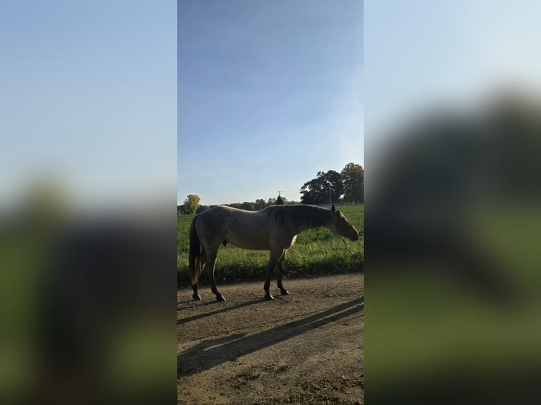 American Quarter Horse Hengst 2 Jahre 146 cm Roan-Bay in Shipshewana