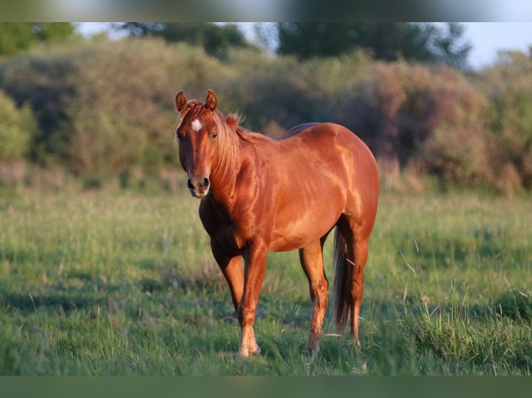 American Quarter Horse Hengst 2 Jahre 146 cm Rotfuchs in Nienhagen