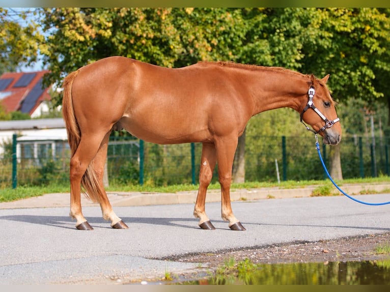 American Quarter Horse Hengst 2 Jahre 146 cm Rotfuchs in Nienhagen