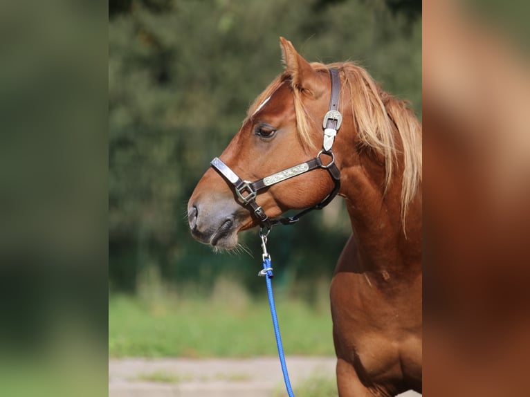 American Quarter Horse Hengst 2 Jahre 146 cm Rotfuchs in Nienhagen