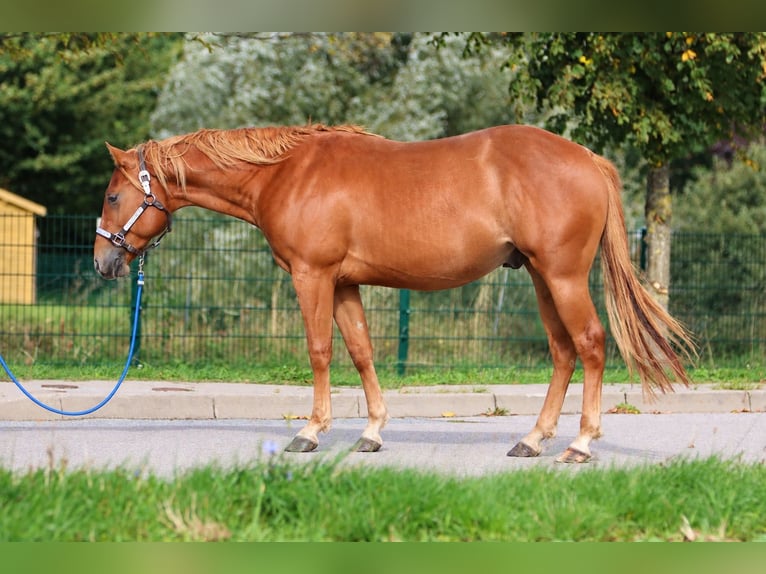 American Quarter Horse Hengst 2 Jahre 146 cm Rotfuchs in Nienhagen