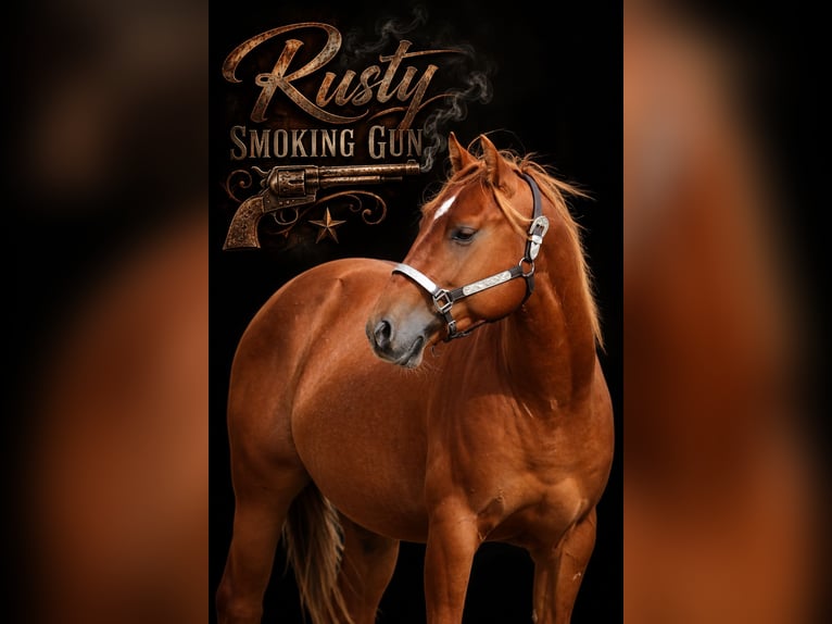 American Quarter Horse Hengst 2 Jahre 146 cm Rotfuchs in Nienhagen