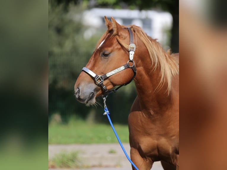 American Quarter Horse Hengst 2 Jahre 146 cm Rotfuchs in Nienhagen
