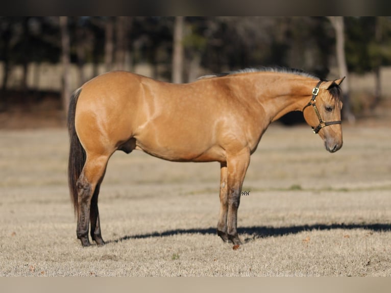 American Quarter Horse Hengst 2 Jahre 147 cm Buckskin in Whitesboro