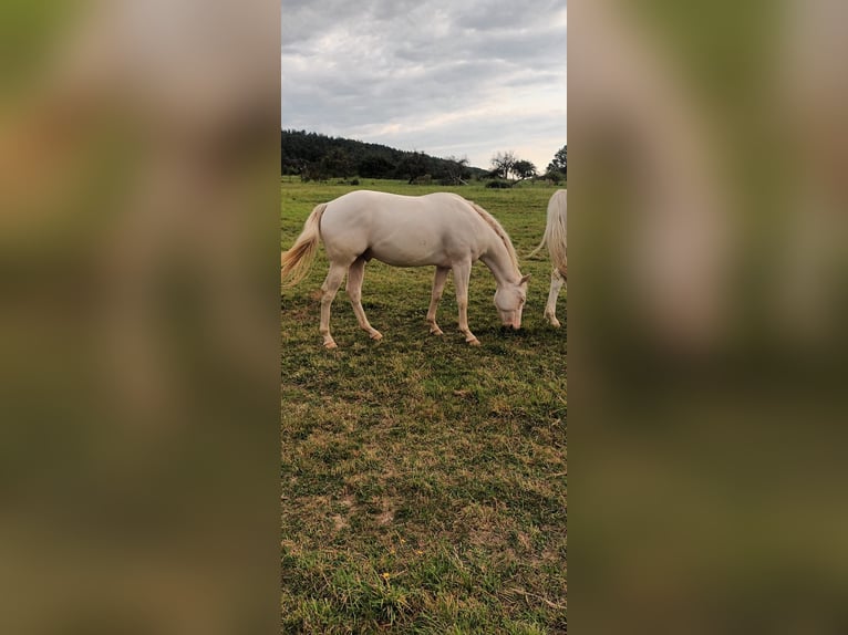 American Quarter Horse Hengst 2 Jahre 147 cm Cremello in LEMBACH