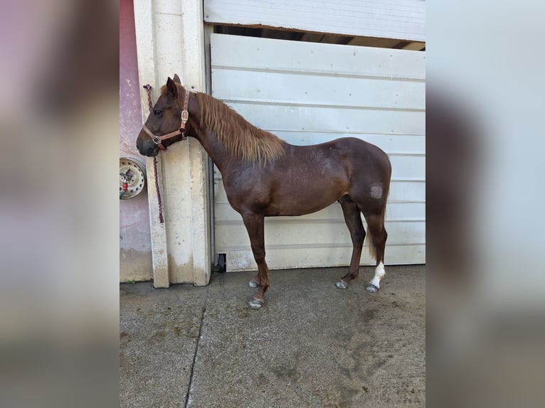 American Quarter Horse Hengst 2 Jahre 147 cm Fuchs in Lonato