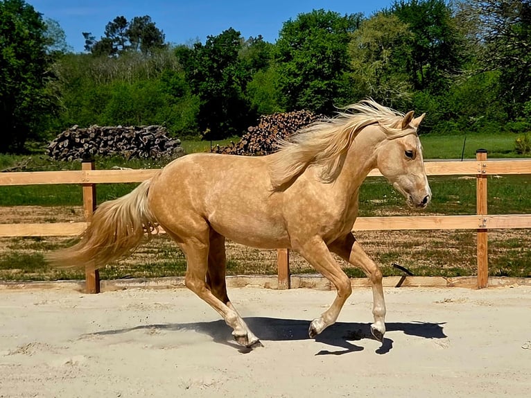 American Quarter Horse Hengst 2 Jahre 147 cm Palomino in Capdrot