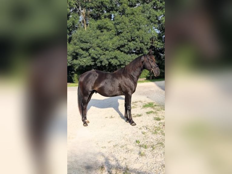 American Quarter Horse Hengst 2 Jahre 147 cm Rappe in Caumont, Midi-Pyr&#xE9;n&#xE9;es, France [ Localiser ]
