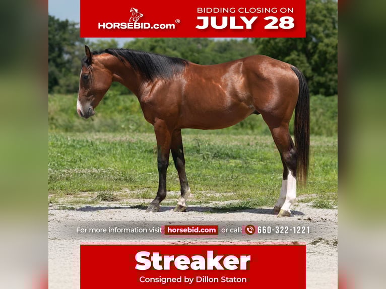 American Quarter Horse Hengst 2 Jahre 147 cm Rotbrauner in Carrollton