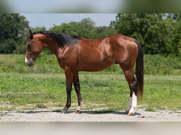 American Quarter Horse Hengst 2 Jahre 147 cm Rotbrauner in Carrollton