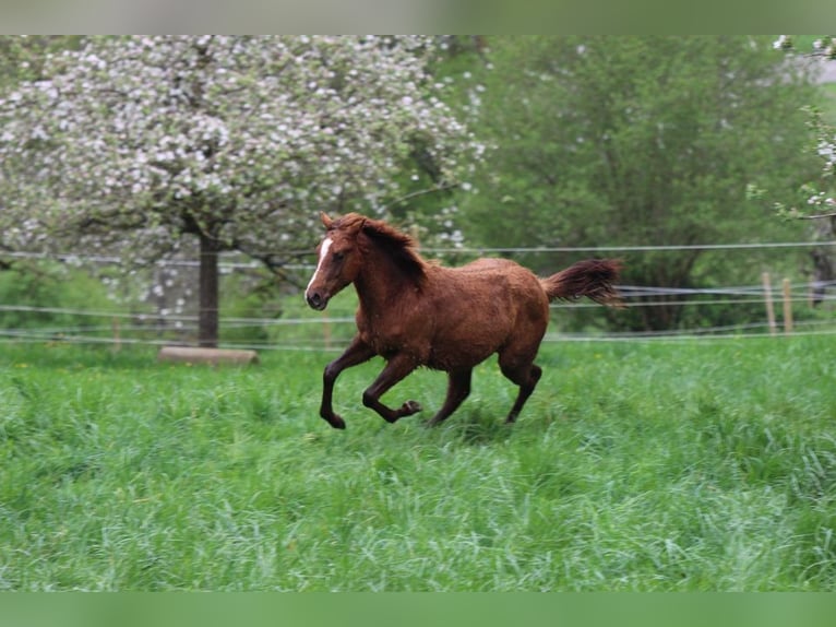 American Quarter Horse Hengst 2 Jahre 148 cm Dunkelfuchs in Waldshut-Tiengen