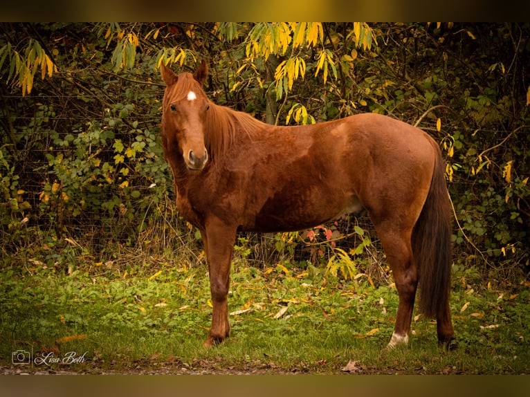 American Quarter Horse Hengst 2 Jahre 148 cm Dunkelfuchs in Illingen