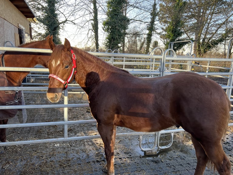 American Quarter Horse Hengst 2 Jahre 148 cm Fuchs in Dossenheim