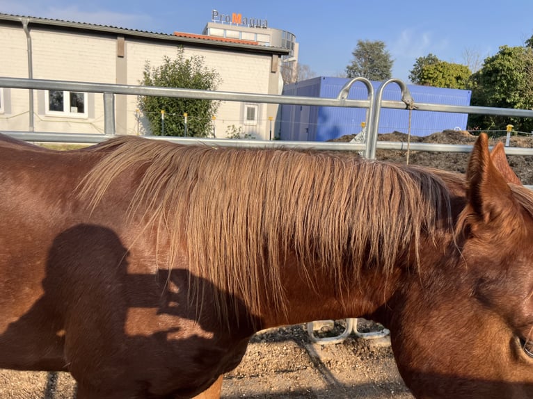 American Quarter Horse Hengst 2 Jahre 148 cm Fuchs in Dossenheim