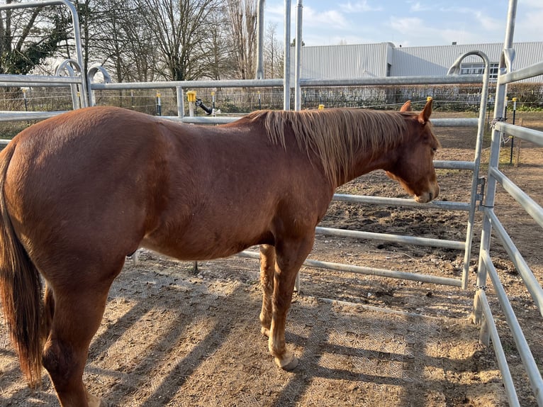 American Quarter Horse Hengst 2 Jahre 148 cm Fuchs in Dossenheim