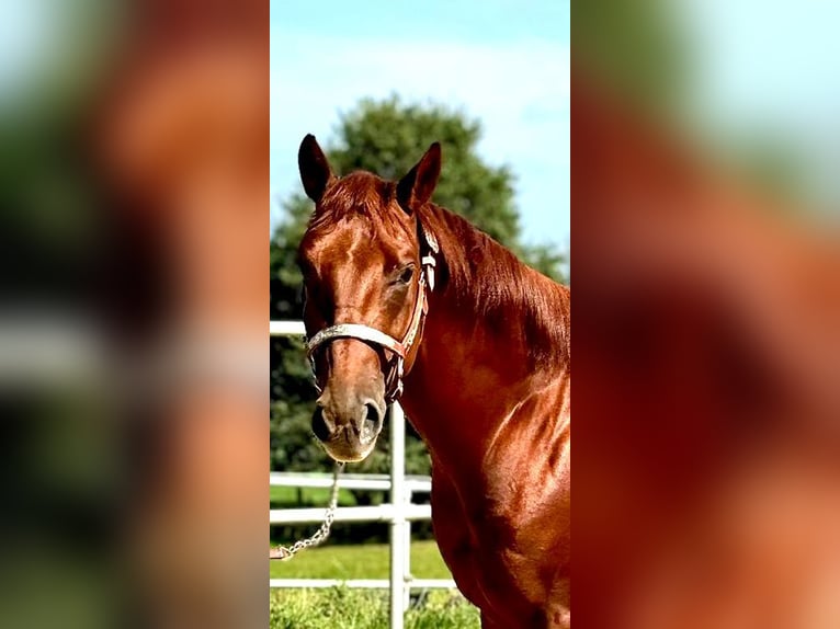 American Quarter Horse Hengst 2 Jahre 148 cm Fuchs in Rendsburg