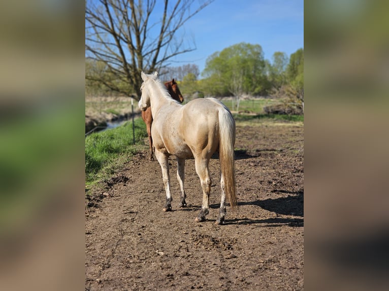 American Quarter Horse Hengst 2 Jahre 148 cm Palomino in Neukalen