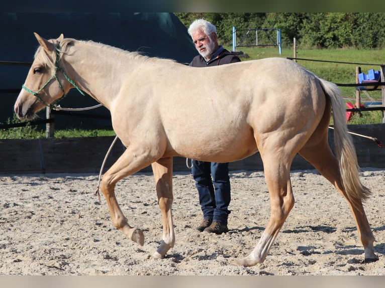 American Quarter Horse Hengst 2 Jahre 148 cm Palomino in M&#xFC;glitztal