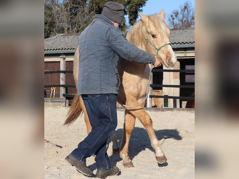 American Quarter Horse Hengst 2 Jahre 148 cm Palomino in Müglitztal