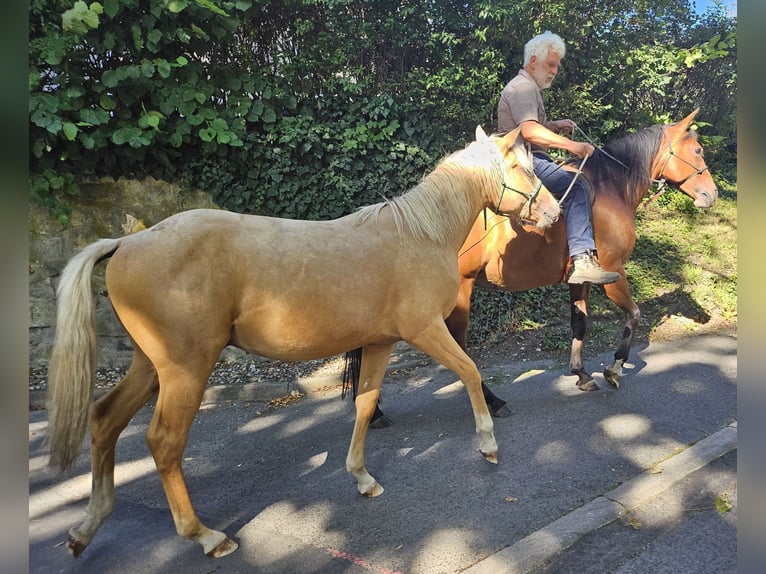 American Quarter Horse Hengst 2 Jahre 148 cm Palomino in Müglitztal