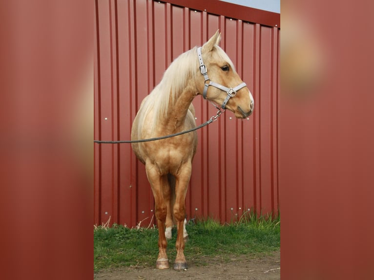 American Quarter Horse Hengst 2 Jahre 148 cm Palomino in Wiedergeltingen