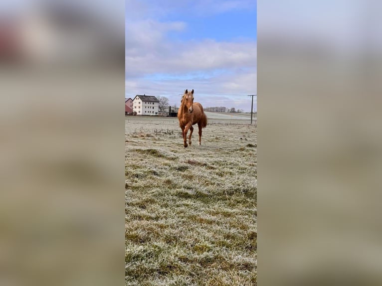 American Quarter Horse Hengst 2 Jahre 148 cm Palomino in Wiedergeltingen