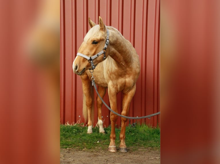 American Quarter Horse Hengst 2 Jahre 148 cm Palomino in Wiedergeltingen