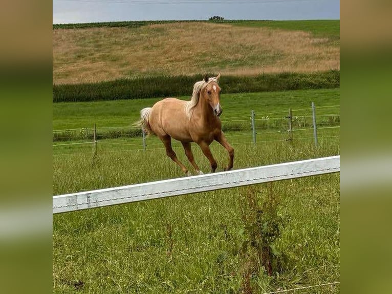 American Quarter Horse Hengst 2 Jahre 148 cm Palomino in Wiedergeltingen