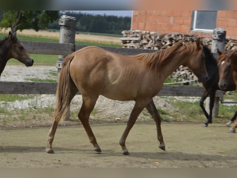 American Quarter Horse Hengst 2 Jahre 148 cm Red Dun in Burgkirchen