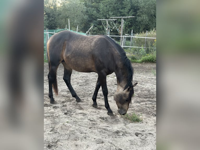 American Quarter Horse Hengst 2 Jahre 149 cm Buckskin in Warsaw
