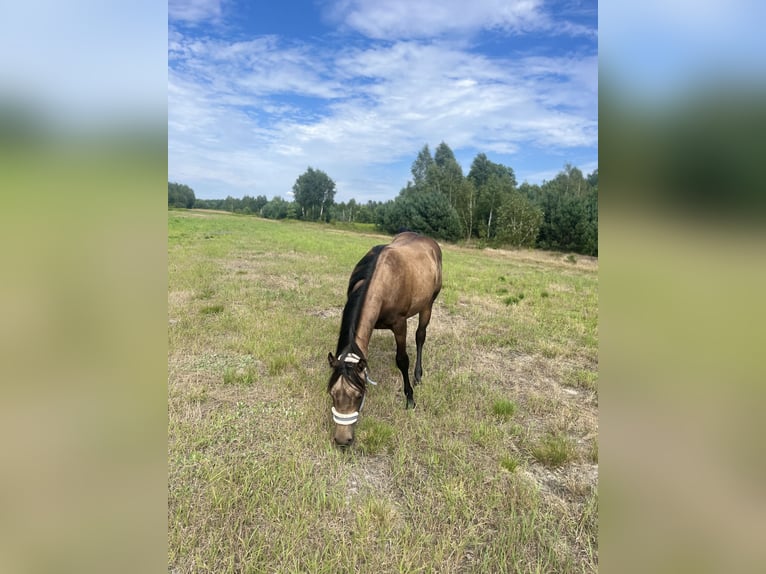 American Quarter Horse Hengst 2 Jahre 149 cm Buckskin in Warszawa