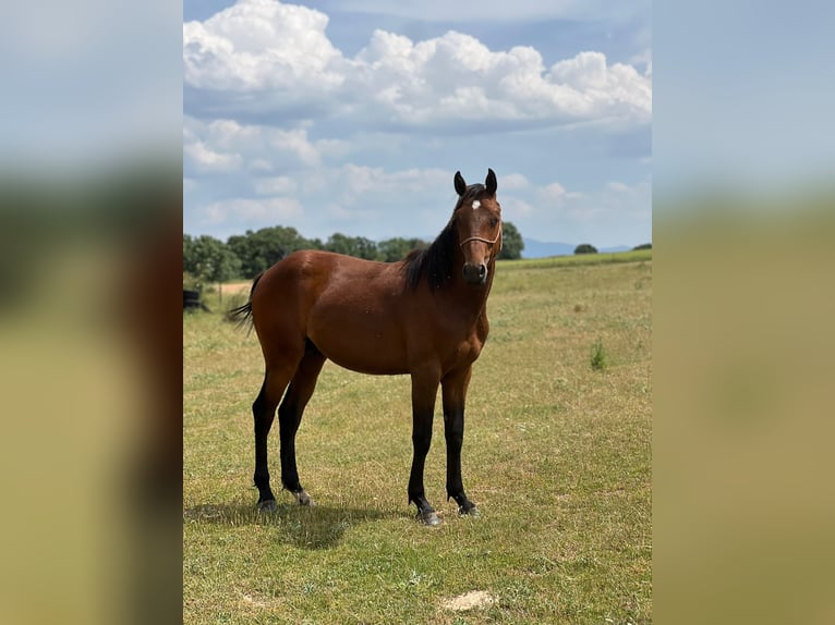 American Quarter Horse Mix Hengst 2 Jahre 150 cm Brauner in Grajera